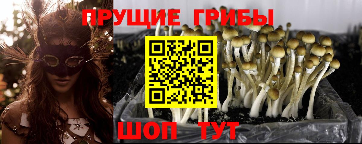 Галлюциногенные грибы GOLDEN TEACHER Краснодар